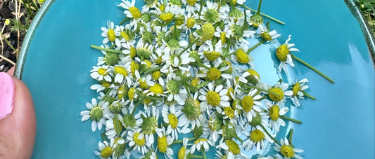 Herbs for Emotional Balance: A Gentle Guide