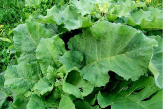 Green burdock foliage with large, heart-shaped leaves full of chlorophyll