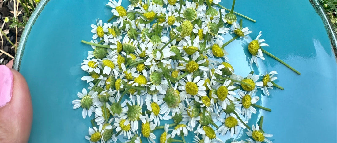 Herbs for Emotional Balance: A Gentle Guide