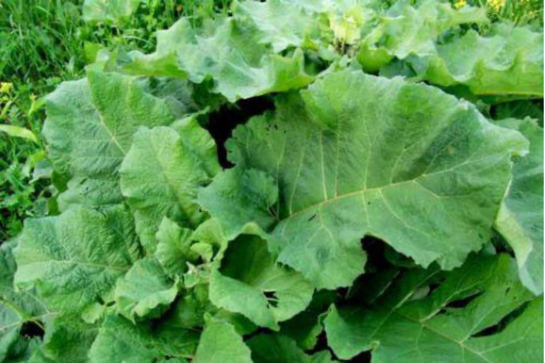 Green burdock foliage with large, heart-shaped leaves full of chlorophyll